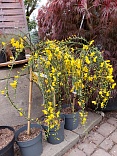 Obr: 5032.jpg
