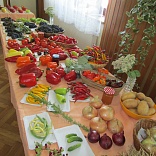 Obr: 6529.jpg