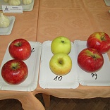 Obr: 6531.jpg