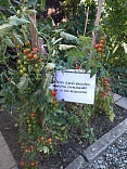 Obr: 53575.jpg