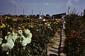 Obr: 24959.jpg