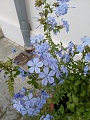 Obr: 31290.jpg
