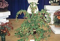 Obr: 3484.jpg