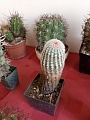 Obr: 36032.jpg