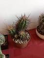 Obr: 36035.jpg