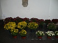 Obr: 4463.jpg