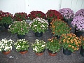 Obr: 4464.jpg